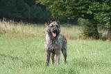 BOUVIER DES ARDENNES 428